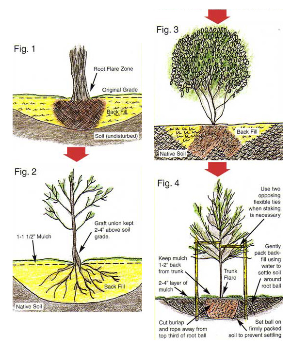 how to plant an evergreen diagram